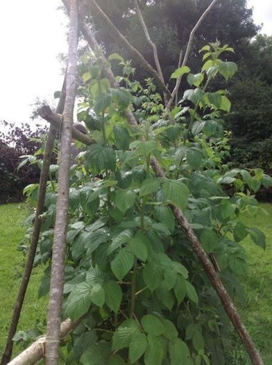 Organic Long Cane Raspberry