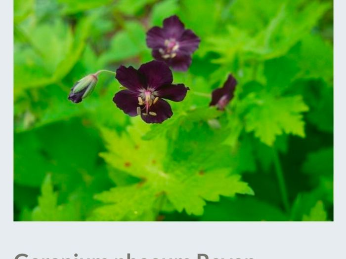 2 Flower plants