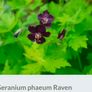 2 Flower plants Image 5