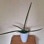 Healthy Sansevieria Cylindrica (African Spear) in Ceramic Pot Image 6
