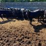 Aa Bullas & Heifers Image 2