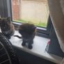beautiful kittens Image 2