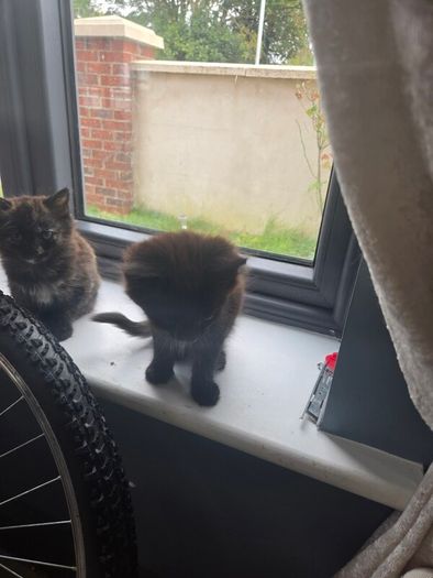 beautiful kittens