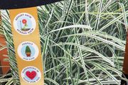Evergreen plant