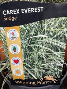 Evergreen plant