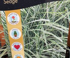 Evergreen plant