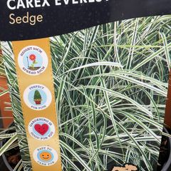 Evergreen plant