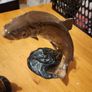 Beswick Leaping Brown Trout Vintage X 2. Model 1032 Trout. 16cm Heigh.  Model No 1390 Trout 11cm Heigh. See Photos. Image 3