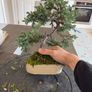 bonsai juniper Image 2