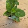 Hydrangea Image 5