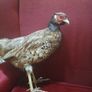 Taxidermy Common Cock Pheasant Image 7