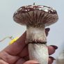 Handcrafted mushroom! Image 6