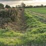 Mulcher and tree shears Image 4