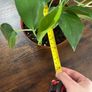 Golden pathos house plant Image 5