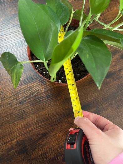 Golden pathos house plant