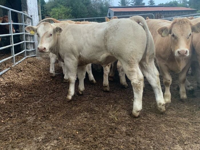 20 super u nd e grade heifers
