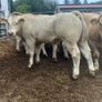 20 super u nd e grade heifers Image 10