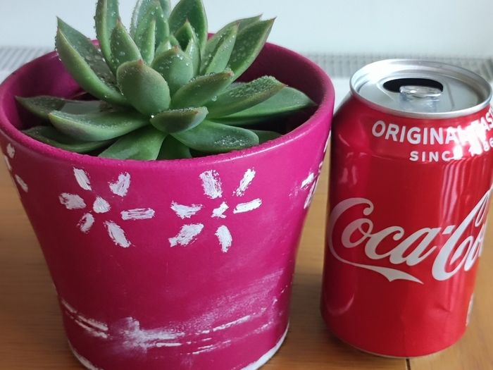 Succulent