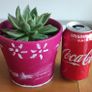 Succulent Image 3