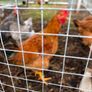 Hybred Rooster Image 2