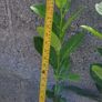 Laurel Hedging Image 3