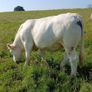 Pbr ch hefers Image 10