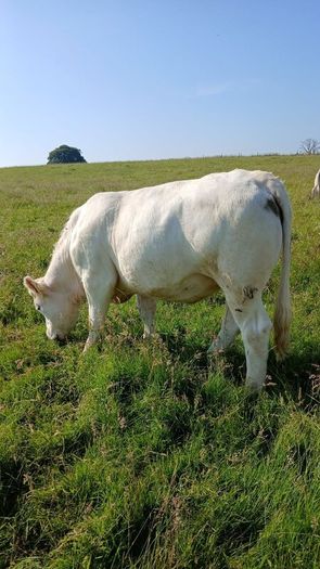 Pbr ch hefers