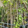 Very Large Trees 25euros Image 4