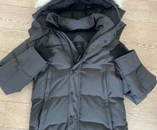 Canada goose