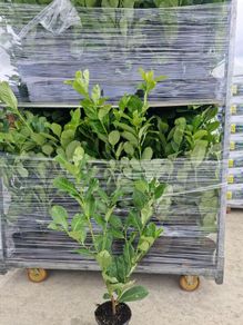 laurel hedging