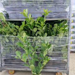 laurel hedging