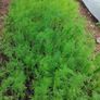 (D) Dill seeds Sprinter 5g (882662) Image 2