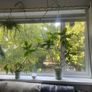 Philodendron Florida Image 2