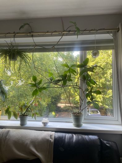 Philodendron Florida