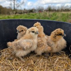 silkie chicks