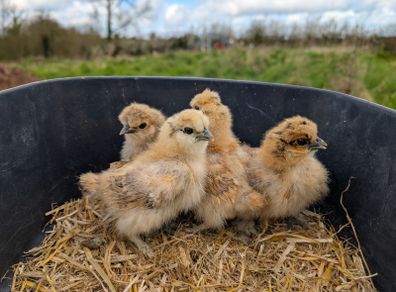 silkie chicks