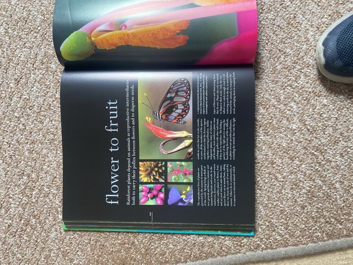 Rainforest book