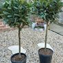 Laurus Nobilis with 35cm head in 10L pot and 120cm in height Image 2