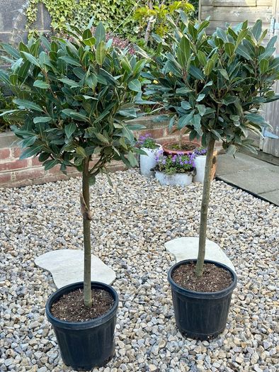 Laurus Nobilis with 35cm head in 10L pot and 120cm in height