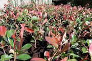 Red Robin Hedging