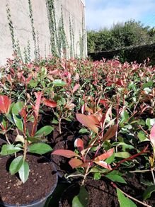 Red Robin Hedging
