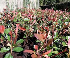 Red Robin Hedging