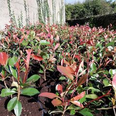 Red Robin Hedging
