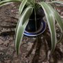 Spider Plant Image 2
