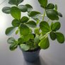 Cuban oregano.Mexican mint. Herb. Image 3