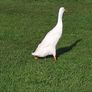 Runner Ducks Image 3