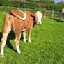 PBR Simmental heifer Image 3