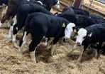 Hereford Bulls