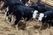 Hereford Bulls