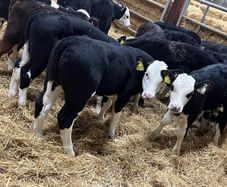 Hereford Bulls